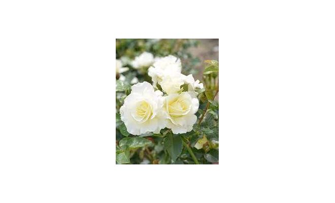 Rosa Lemon Romantica