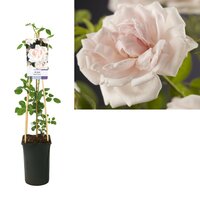Rosa New Dawn P16 3.0