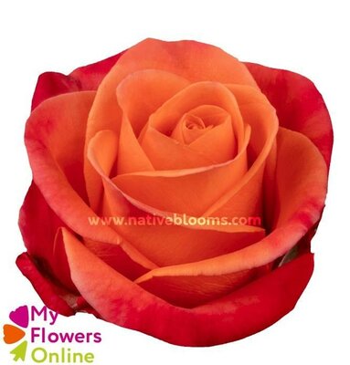 Rosa Orange Climber, pot 14 cm, h 100 cm