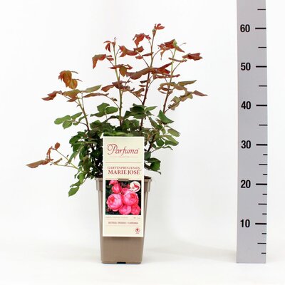 Rosa Parfuma Gartenprinzessin Marie Jose, pot 17 cm, h 20 cm