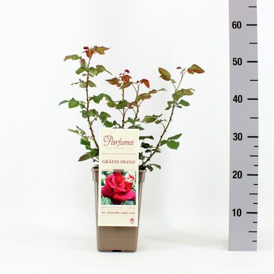 Rosa Parfuma Grafin Diana, pot 17 cm, h 20 cm - afbeelding 1