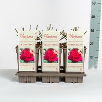 Rosa Parfuma Grafin Diana, pot 17 cm, h 20 cm - afbeelding 2