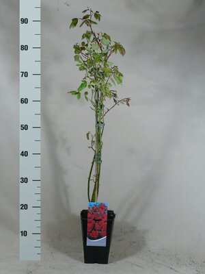 Rosa Pauls Scarlet Climber, pot 12 cm, h 100 cm