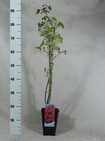 Rosa Pauls Scarlet Climber, pot 12 cm, h 100 cm