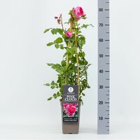 Rosa Pink Cloud, pot 17 cm, h 75 cm - afbeelding 1