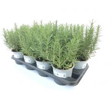 Rosmarinus officinalis p14cm h10cm, italiaanse kruiden - afbeelding 1