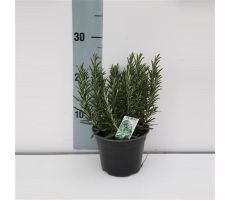 Rosmarinus officinalis p14cm h10cm, italiaanse kruiden - afbeelding 2