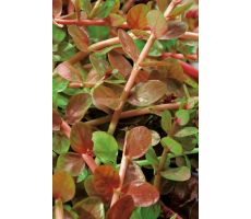 Rotala indica P11 - afbeelding 1