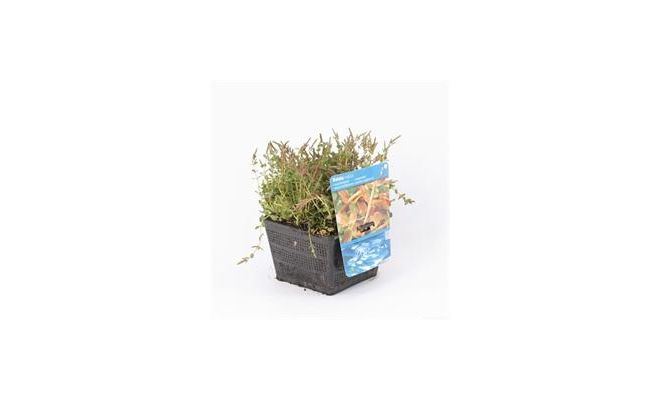 Rotala indica P18 - afbeelding 1