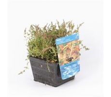 Rotala indica P18 - afbeelding 1