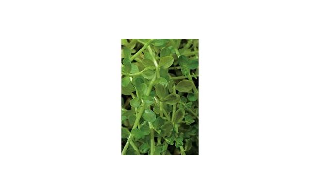 Rotala rotundifolia green P11