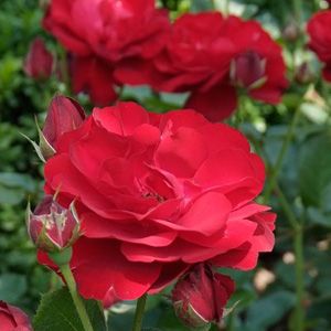 Rozen