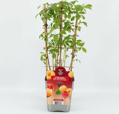 Rubus idaeus duo- raspberries, pot 14x14, h 70 cm