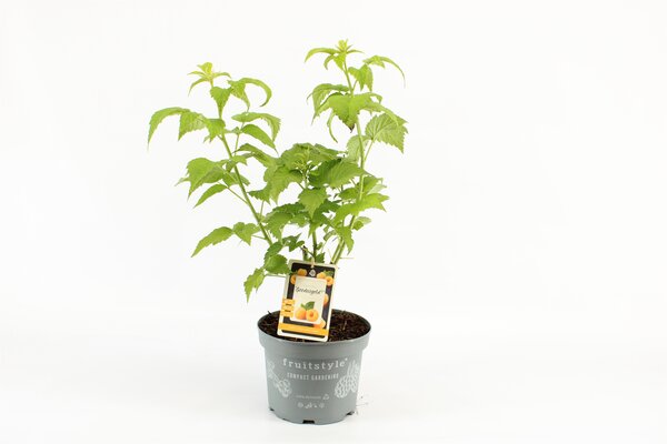 Rubus idaeus 'Goodasgold' pot 19 cm, h 50 cm