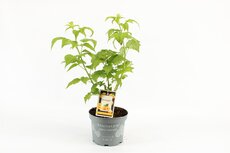 Rubus idaeus 'Goodasgold' pot 19 cm, h 50 cm