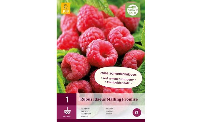 Rubus idaeus malling promise 1st - afbeelding 1