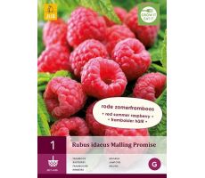 Rubus idaeus malling promise 1st - afbeelding 1