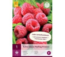Rubus idaeus malling promise 1st - afbeelding 2