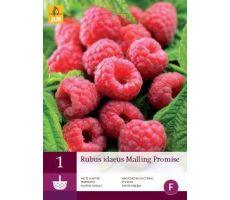 Rubus idaeus malling promise 1st - afbeelding 4