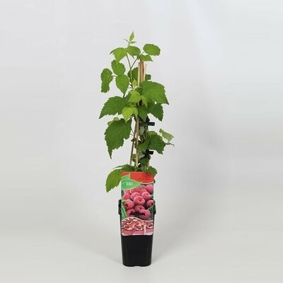 Rubus idaeus 'MaLling Promise' pot 10 cm, h 50 cm - afbeelding 1