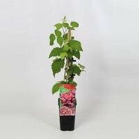 Rubus idaeus 'MaLling Promise' pot 10 cm, h 50 cm - afbeelding 1