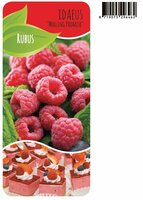 Rubus idaeus 'MaLling Promise' pot 10 cm, h 50 cm - afbeelding 2