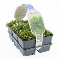 Sagina subulata, 6-pack