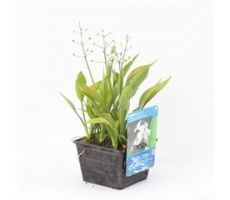 Sagittaria graminea P18