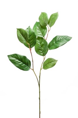 Salalbladtak, 75 cm, groen
