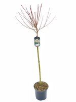 Salix integra Hakuro Nishiki, pot 23 cm, h 100 cm, stam - afbeelding 1