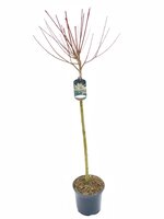 Salix integra Hakuro Nishiki, pot 23 cm, h 100 cm, stam - afbeelding 2