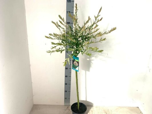 Salix integra Hakuro Nishiki, pot 19 cm, h 80 cm