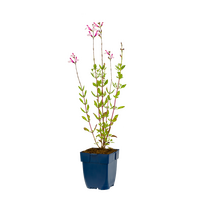 Salvia greggii Joy P11 - afbeelding 2