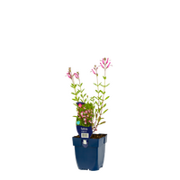 Salvia greggii Joy P11 - afbeelding 2