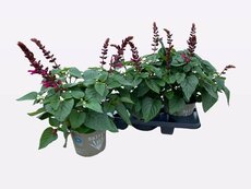 Salvia Lake Flamingo, pot 19 cm, h 50 cm - afbeelding 2