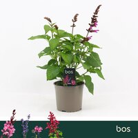 Salvia Lake Flamingo, pot 19 cm, h 50 cm - afbeelding 2