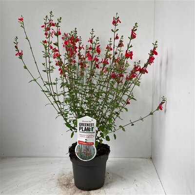 Salvia micr. Hot Lips P11