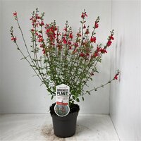 Salvia micr. Hot Lips P11