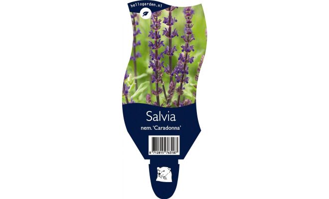 Salvia nemorosa Caradonna P11
