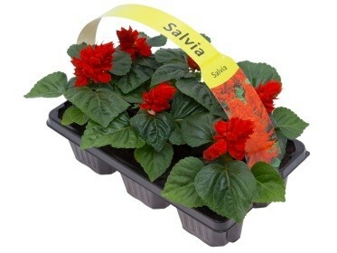 Salvia splendens p9 sixpack