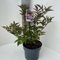 Sambucus nigra Black Beauty, pot 17 cm, h 25 cm   h - afbeelding 2