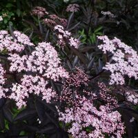 Sambucus nigra Black Beauty, pot 17 cm, h 25 cm   h - afbeelding 3