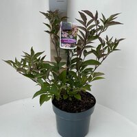 Sambucus nigra Black Beauty, pot 17 cm, h 25 cm   h - afbeelding 1