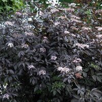 Sambucus nigra Black Beauty, pot 17 cm, h 25 cm   h - afbeelding 4