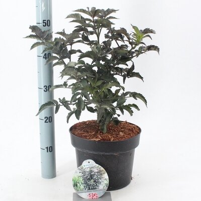 Sambucus nigra Black Tower, pot 17 cm, h 25 cm   h - afbeelding 1