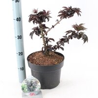 Sambucus nigra Black Tower, pot 17 cm, h 25 cm   h - afbeelding 2