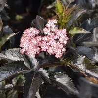 Sambucus nigra Black Tower, pot 17 cm, h 25 cm   h - afbeelding 4