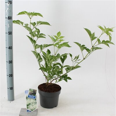 Sambucus nigra Haschberg, pot 17 cm, h 25 cm   h