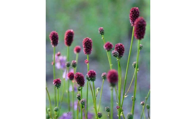 Sanguisorba Proud Mary P11