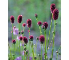 Sanguisorba Proud Mary P11